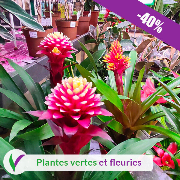 Plantes Vertes et Fleuries chez Villaverde à Redon