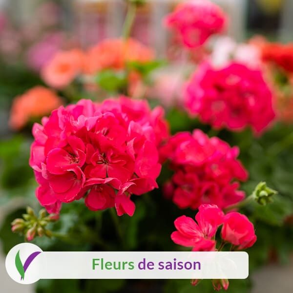 Fleurs de saison chez VillaVerde Redon